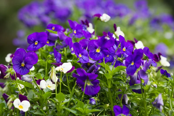 Flores no pequeno jardim . — Fotografia de Stock