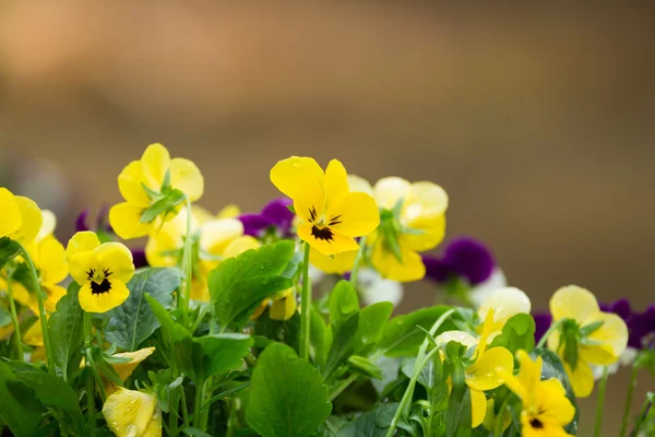 Flores en el pequeño jardín . —  Fotos de Stock