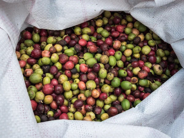 Fresh coffee beans before roast. — Stock Photo, Image