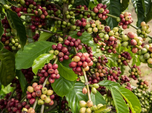 Semi di caffè in una piantagione . — Foto Stock