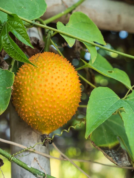 Momordica hanging on a branch. — Stock Photo, Image