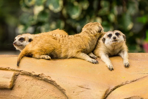 Meerkat spoczywa na ziemi. — Zdjęcie stockowe