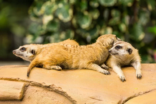 Meerkat rusten op grond. — Stockfoto