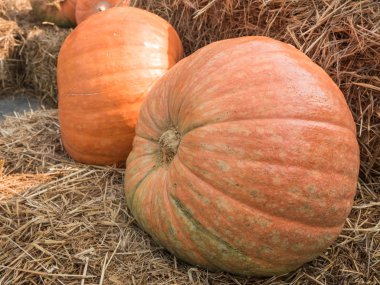 Giant pumpkin on straw. clipart