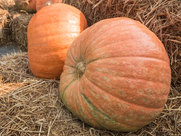 Zucca gigante sulla paglia . — Foto Stock