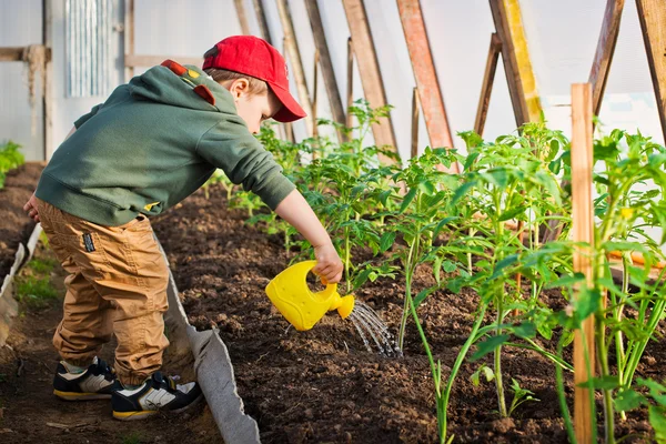 Kind gießt den Garten — Stockfoto