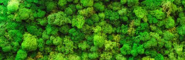 natural green moss background macro shot texture blank clipart