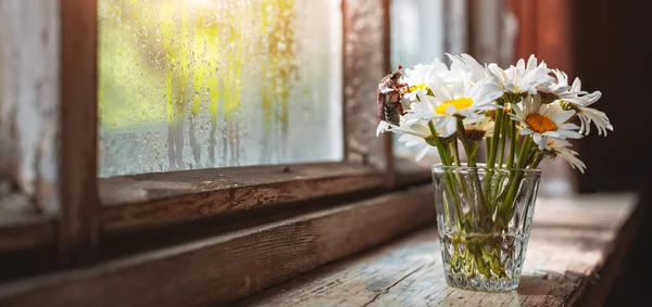 Niech Chrząszcz Bukiet Rumianku Kwiaty Szklanym Wazonie Starym Rustykalnym Drewnianym — Zdjęcie stockowe