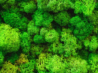 Doğal yeşil yosun arka plan makro çekim dokusu boş