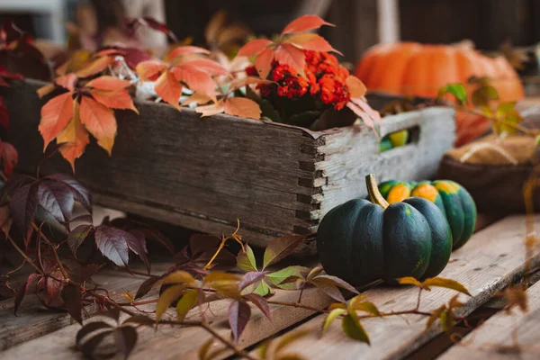 Autumn Harvest Concept Still Life Photo Multi Colored Pumpkins Next — Stockfoto
