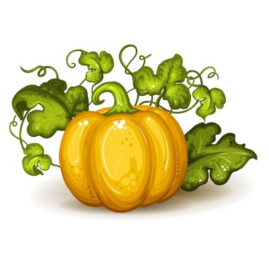 kabak ve yaprakları