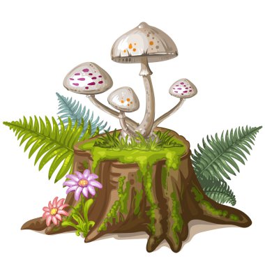 Kesilmiş ağaç gövdesinde mantar