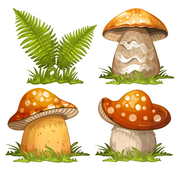 Mushrooms and ferns — Stock Vector