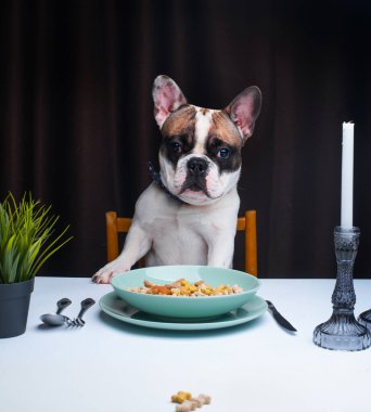 Fransız bulldog bir kase yemekle masada oturuyor. 