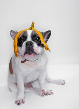 bulldog with banana peel on head  clipart