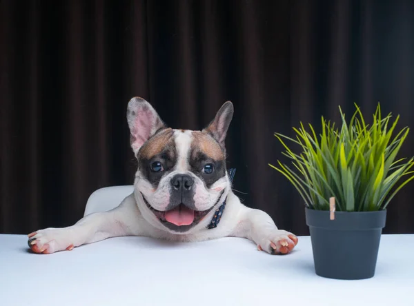 Cute Little Dog Sitting Table — Stock Photo, Image