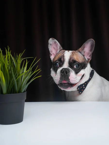 Cute Little Dog Sitting Table — Stock Photo, Image