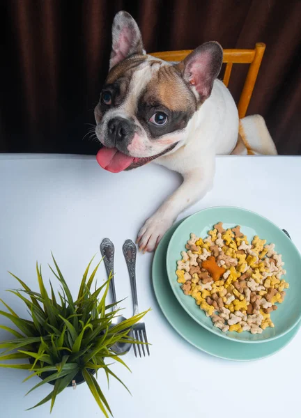 Franse Bulldog Zittend Aan Tafel Met Kom Eten — Stockfoto