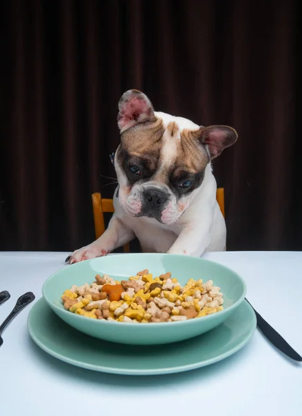 Bulldog Perancis Duduk Meja Dengan Semangkuk Makanan — Stok Foto