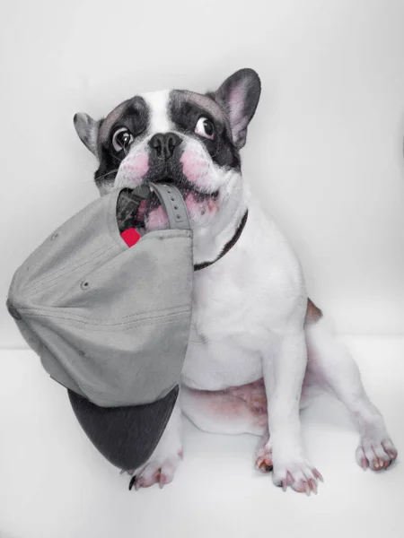 Bulldog Perancis Dengan Topi Mulut — Stok Foto