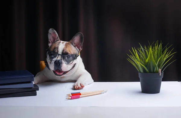 Lucu Anjing Kecil Duduk Meja — Stok Foto