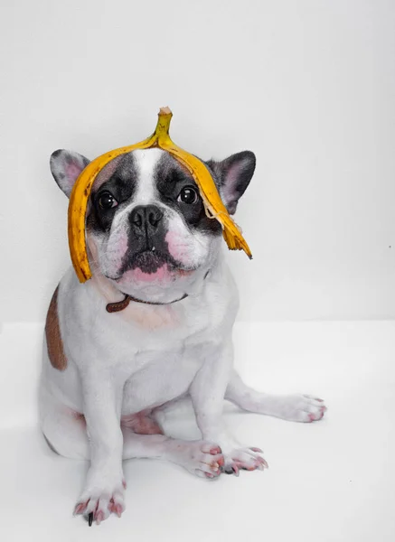 Bulldog Dengan Kulit Pisang Kepala — Stok Foto