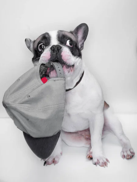 Bouledogue Français Avec Bouchon Dans Bouche — Photo