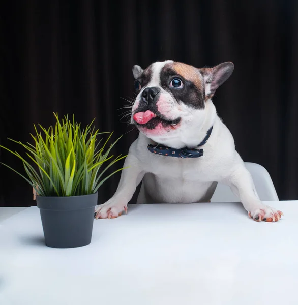 Lucu Anjing Kecil Duduk Meja — Stok Foto