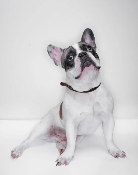 白い背景に座っている犬 — ストック写真