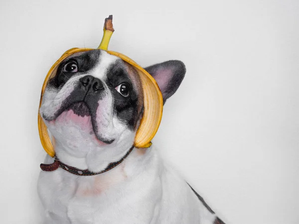 Bulldog Dengan Kulit Pisang Kepala — Stok Foto