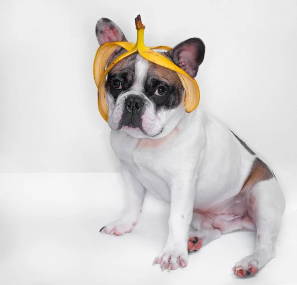 Bulldog Dengan Kulit Pisang Kepala — Stok Foto