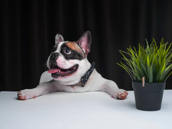 Cute Little Dog Sitting Table — Stock Photo, Image