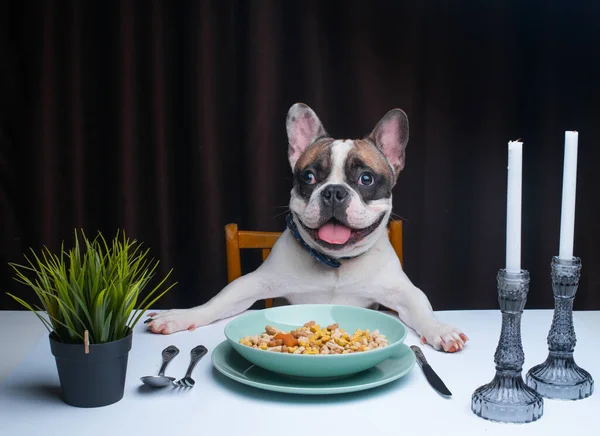 フランスのブルドッグは食べ物のボウルとテーブルに座って — ストック写真