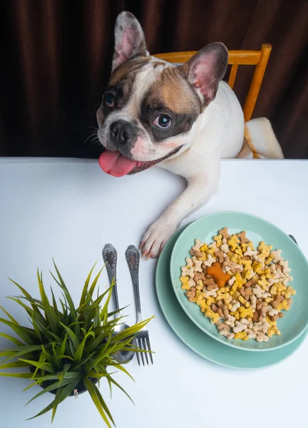 French Bulldog Sitting Table Bowl Food — Stock Photo, Image