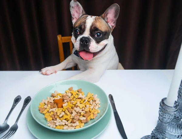 Bulldog Perancis Duduk Meja Dengan Semangkuk Makanan — Stok Foto