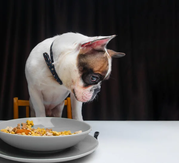 フランスのブルドッグは食べ物のボウルとテーブルに座って — ストック写真