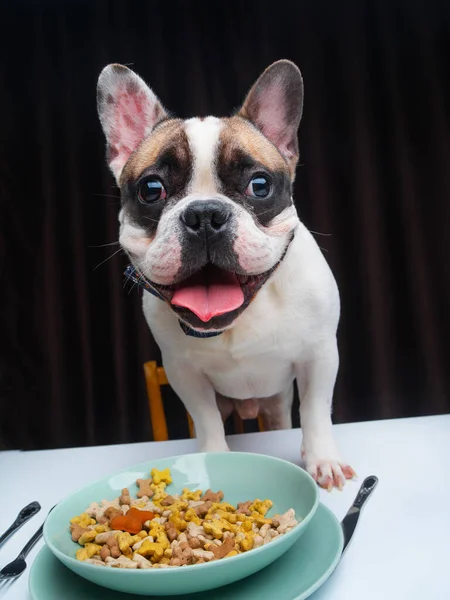 Bulldog Perancis Duduk Meja Dengan Semangkuk Makanan — Stok Foto