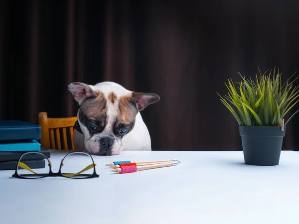 Lucu Anjing Kecil Duduk Meja — Stok Foto