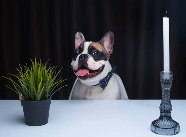 Cute Little Dog Sitting Table Stock Photo