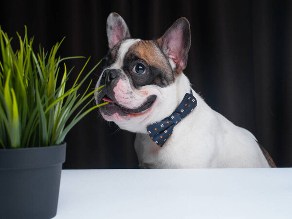 Cute Little Dog Sitting Table Royalty Free Stock Photos