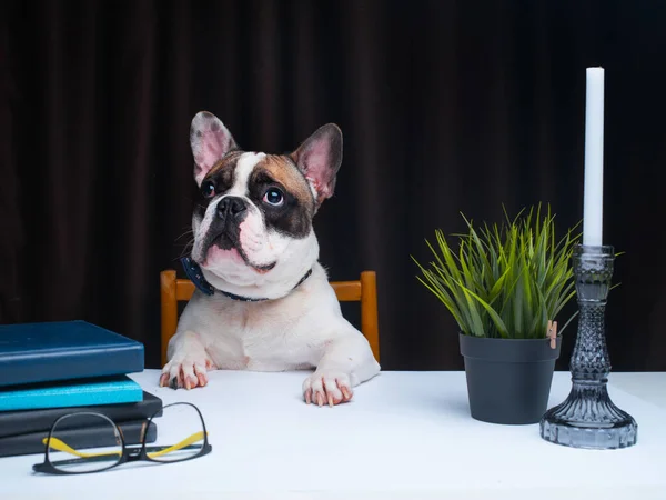 Cute Little Dog Sitting Table Stock Photo