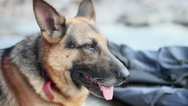 Duitse herder hond kleine clips met een andere mening toegedaan en look, een soort van montage — Stockvideo