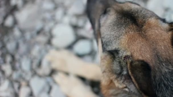 Deutscher Schäferhund starrt, Draufsicht — Stockvideo