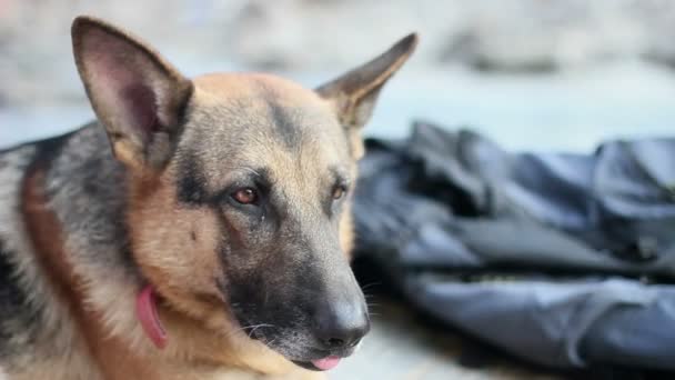 German shepherd staring and watching around him — Stock Video