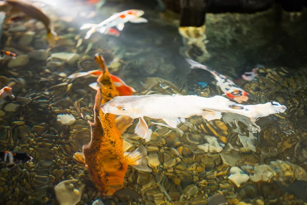 Aziatische carp zwemmen in de vijver water — Stockfoto