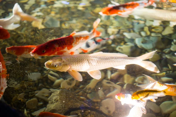 Asya sazan su Havuzda yüzmek