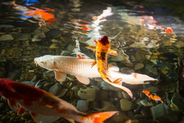 Asya sazan su Havuzda yüzmek