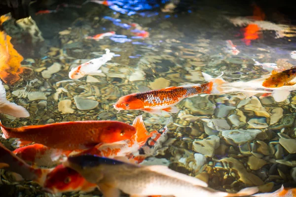 Aziatische carp zwemmen in de vijver water — Stockfoto