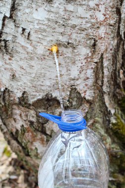 Huş ağacından suyu toplama