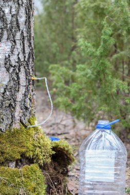 Huş ağacından suyu toplama